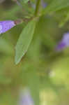 Limestone calamint